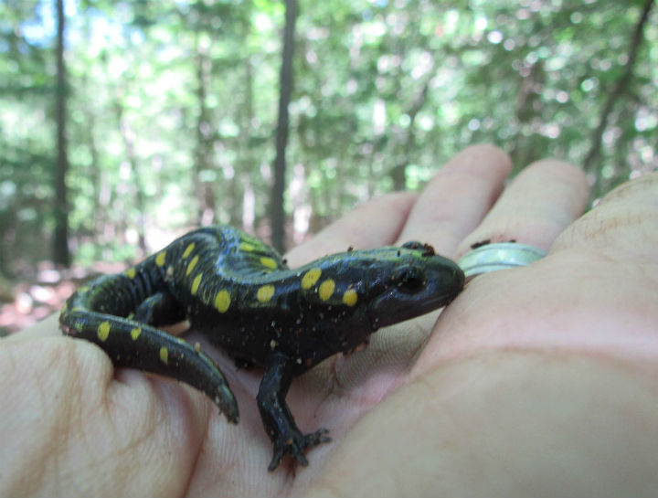 Spotted Salamander